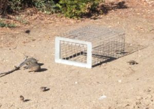 pigeon-trap